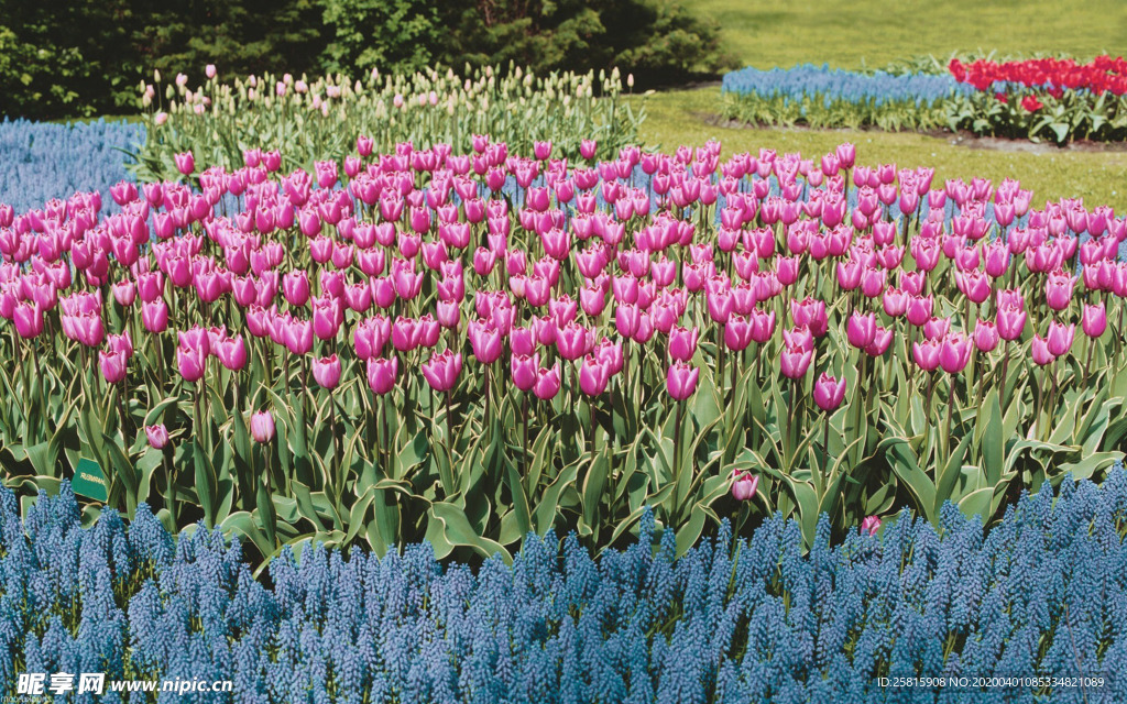 郁金香唯美图片