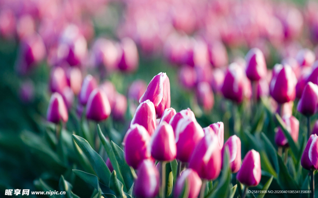 郁金香唯美图片