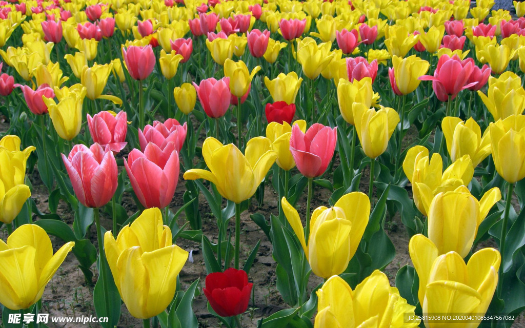 郁金香唯美图片