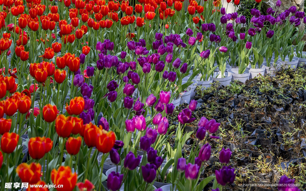 郁金香唯美图片