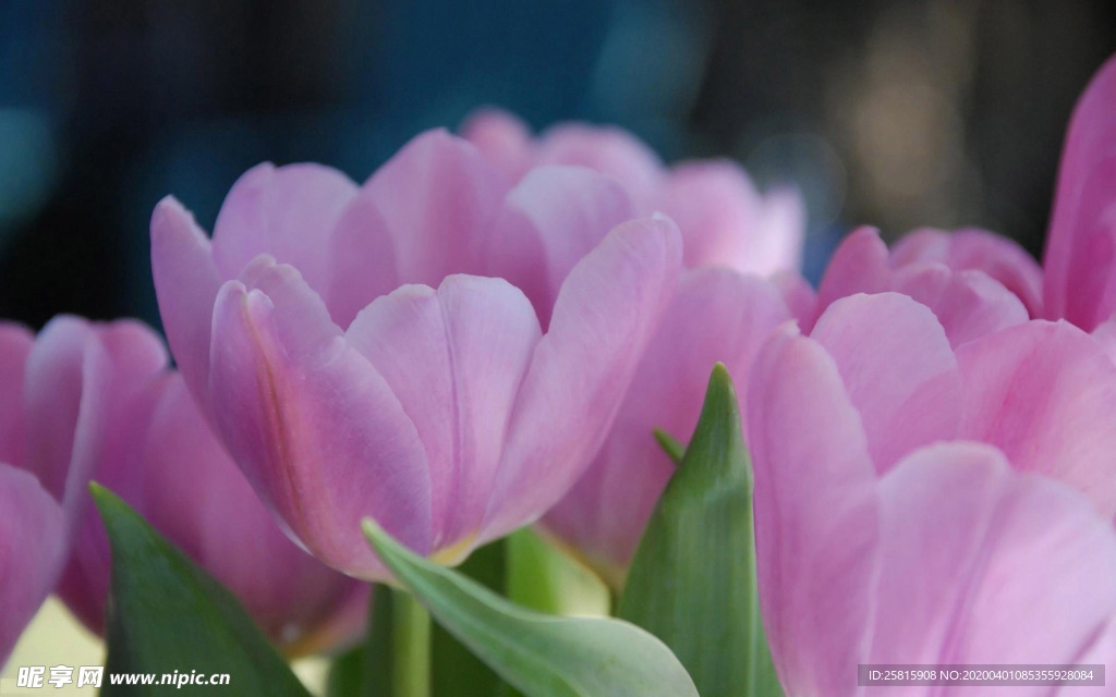 郁金香唯美图片