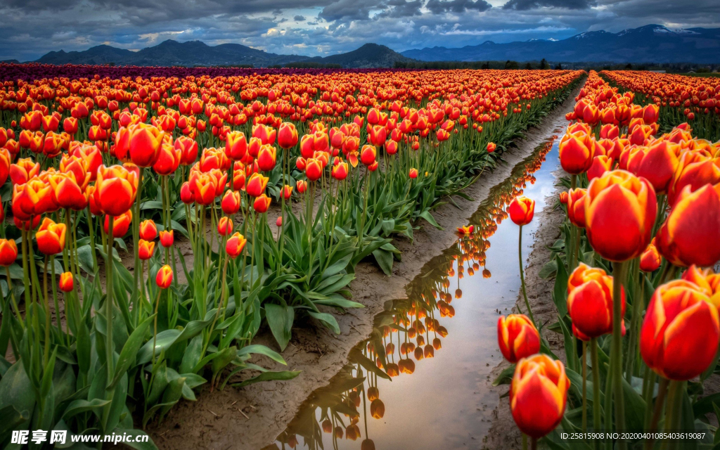 郁金香唯美图片