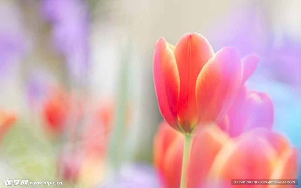 郁金香唯美图片