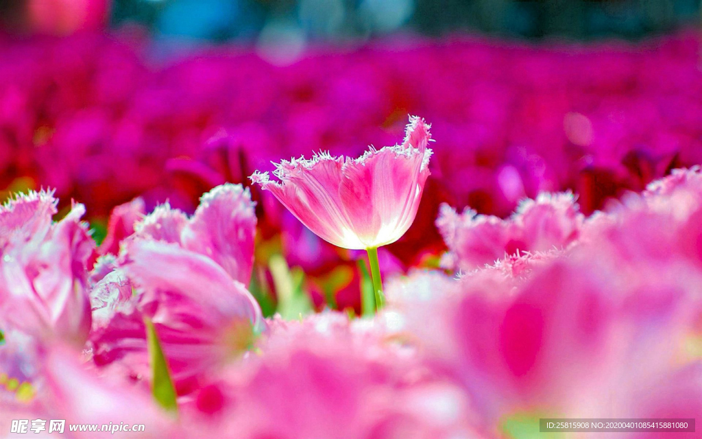 郁金香唯美图片