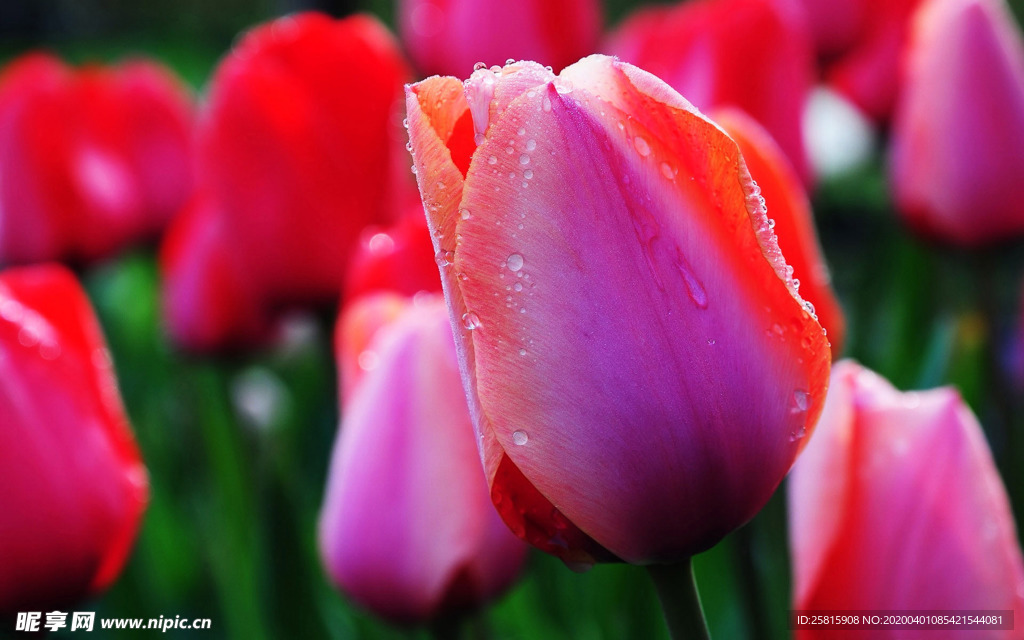 郁金香唯美图片