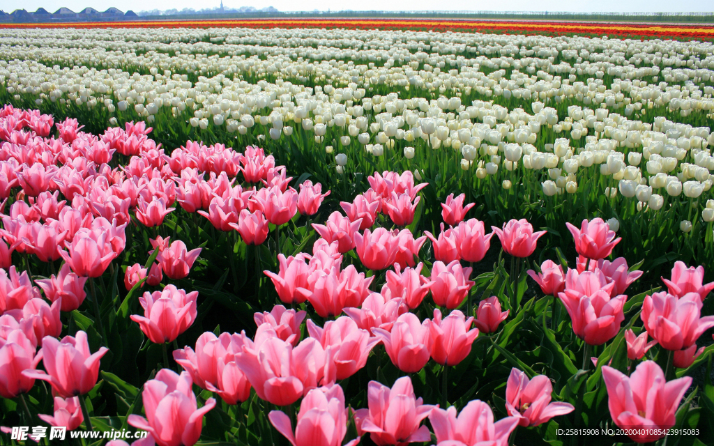 郁金香唯美图片