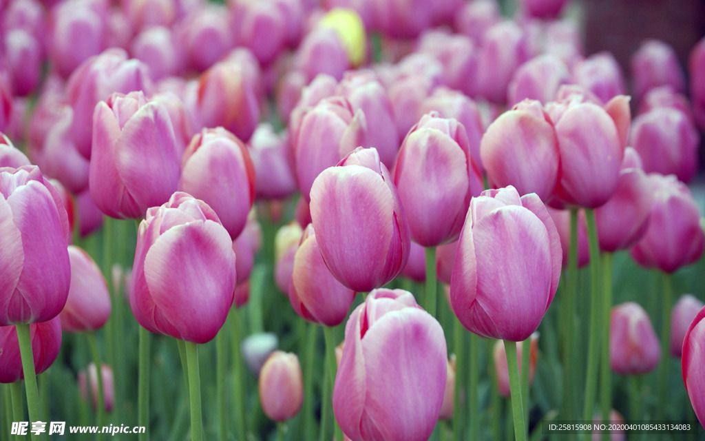 郁金香唯美图片