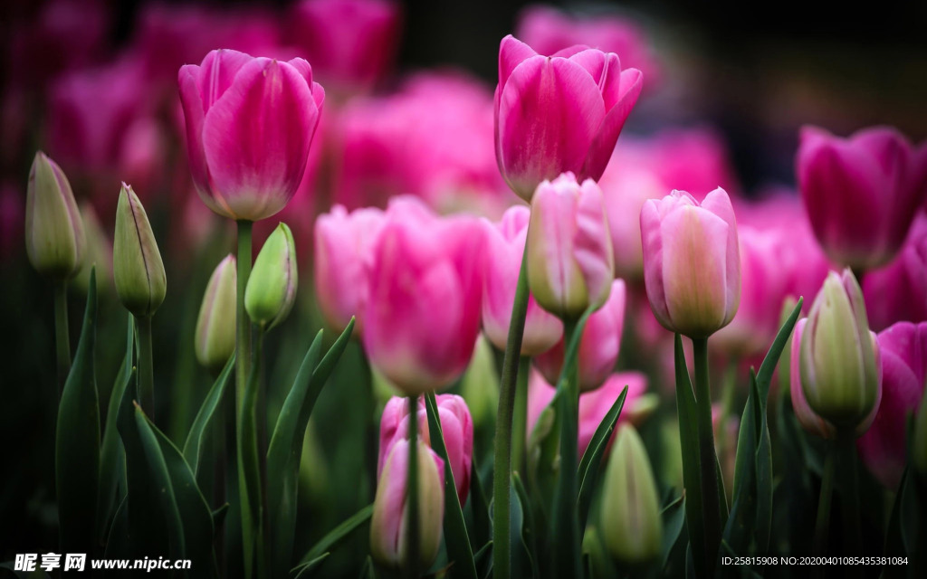 郁金香唯美图片