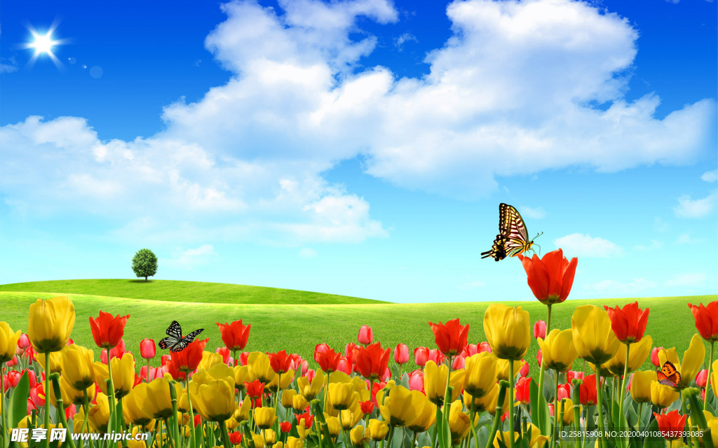 郁金香唯美图片