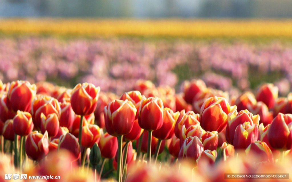 郁金香唯美图片