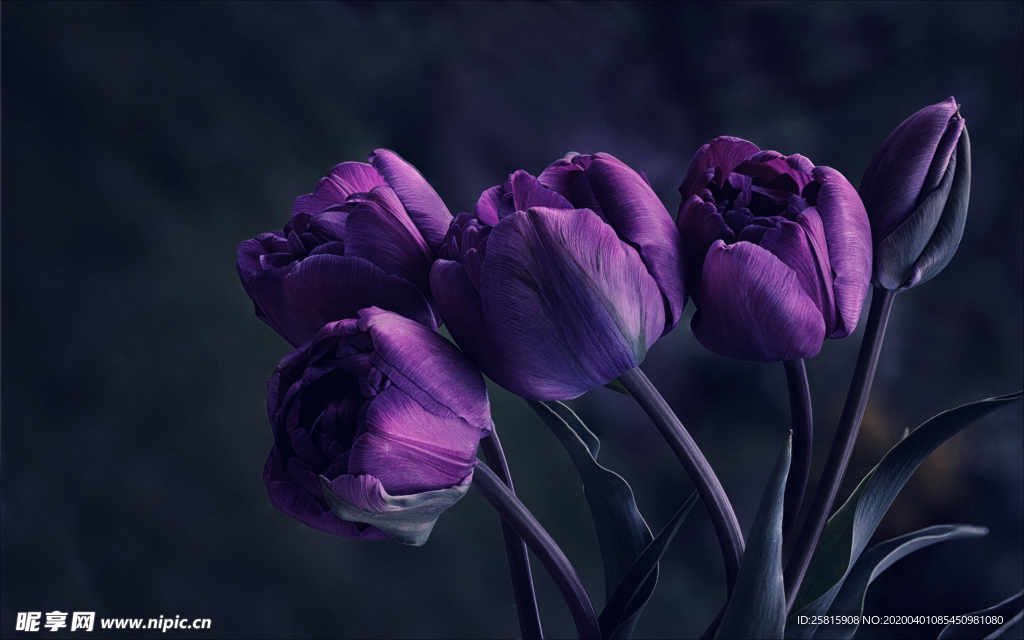 郁金香唯美图片