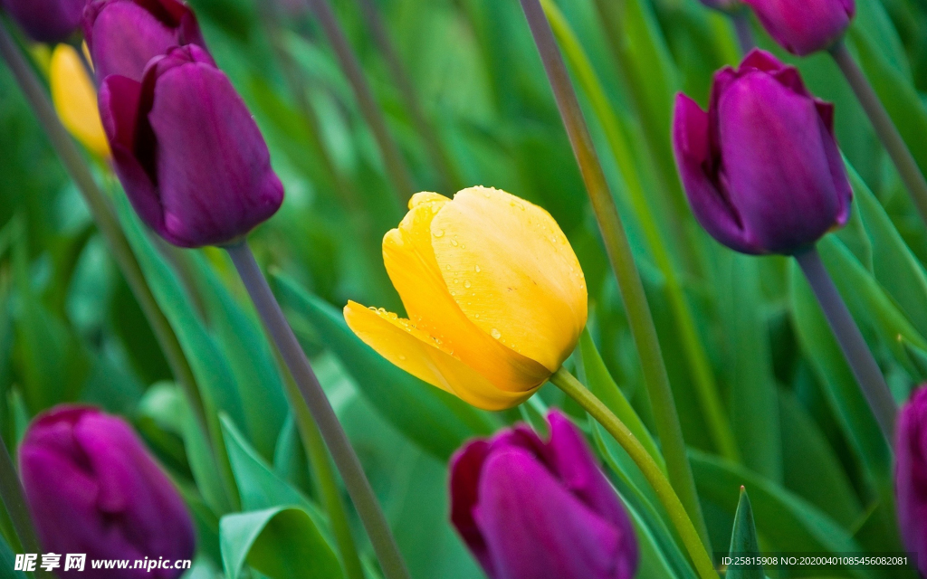 郁金香唯美图片