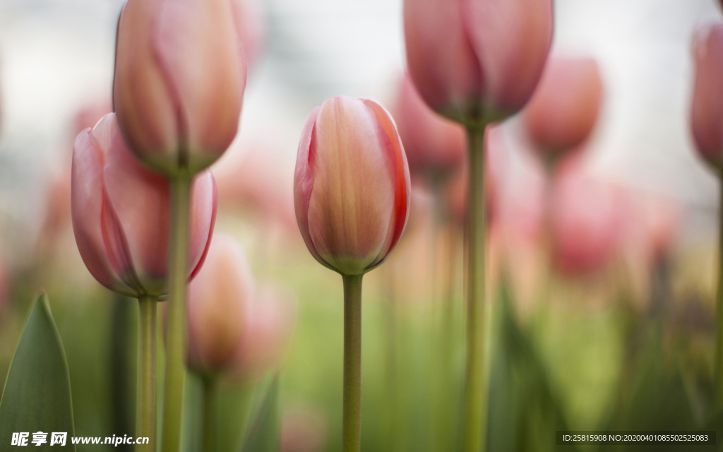郁金香唯美图片