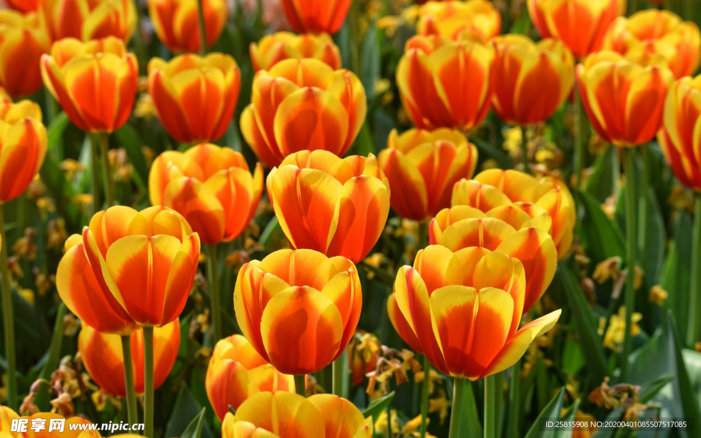 郁金香唯美图片