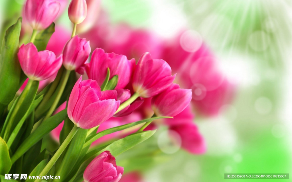 郁金香唯美图片