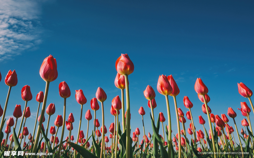 郁金香唯美图片