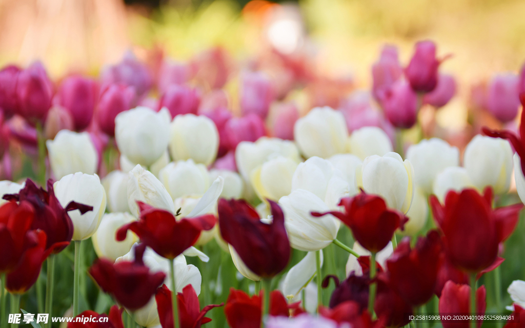 郁金香唯美图片