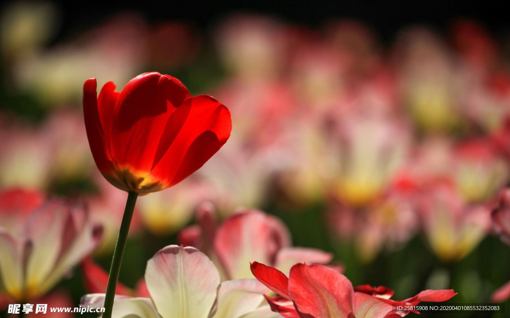 郁金香唯美图片