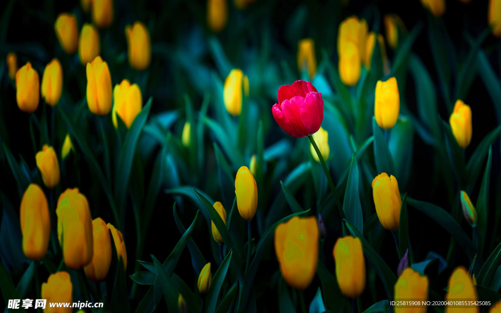 郁金香唯美图片