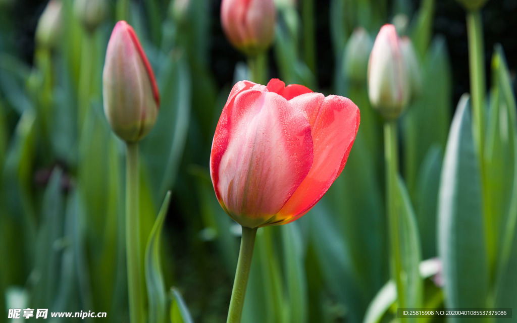 郁金香唯美图片