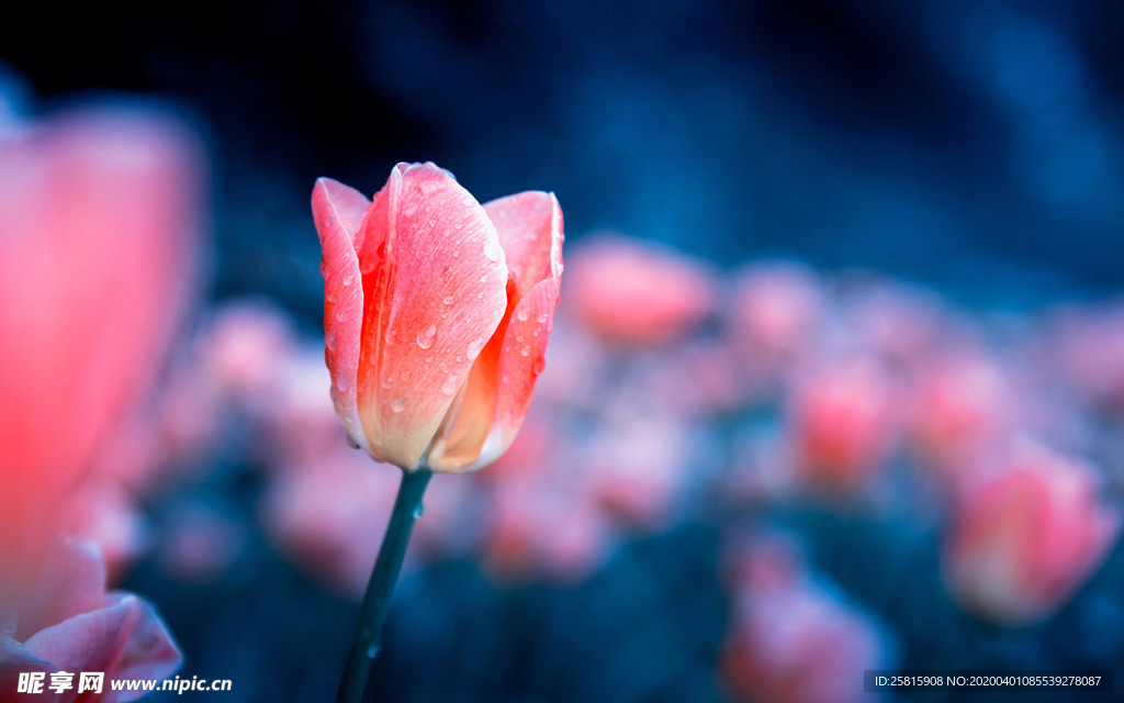 郁金香唯美图片