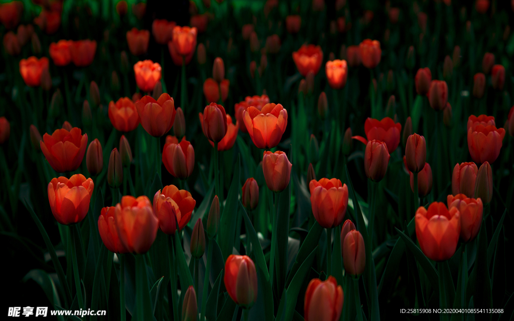 郁金香唯美图片