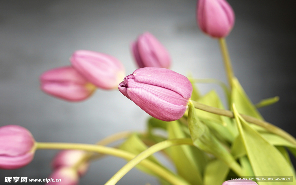 郁金香唯美图片