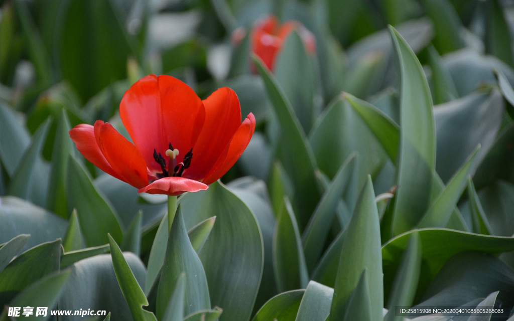郁金香唯美图片