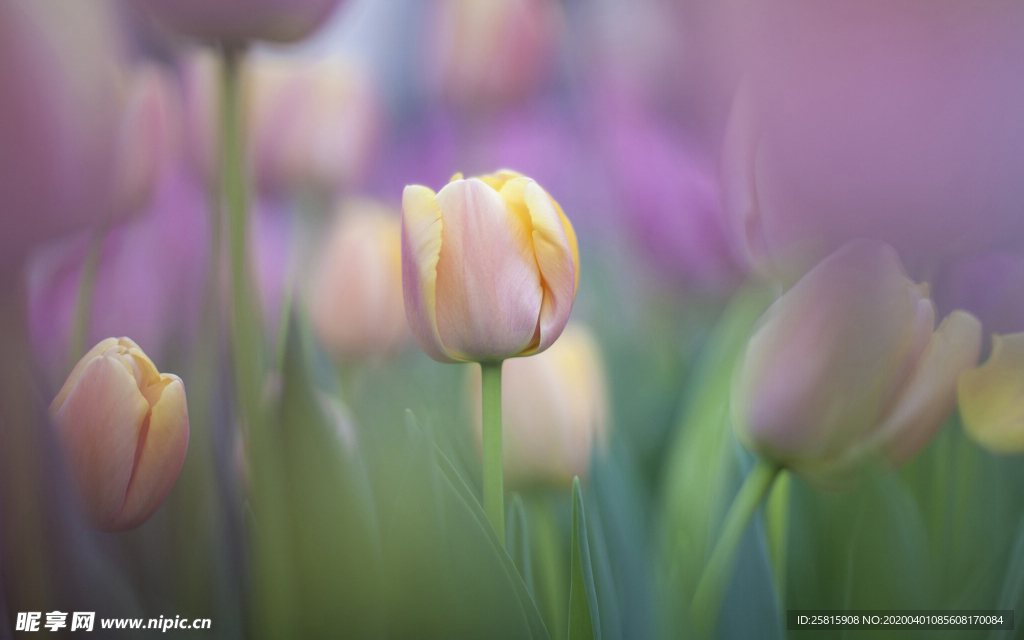 郁金香唯美图片