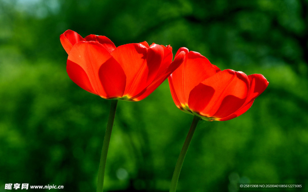 郁金香唯美图片