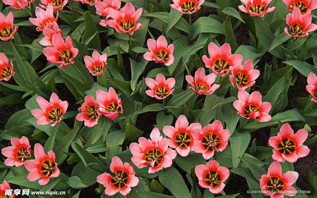 郁金香唯美图片