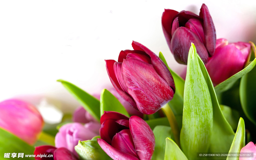 郁金香唯美图片