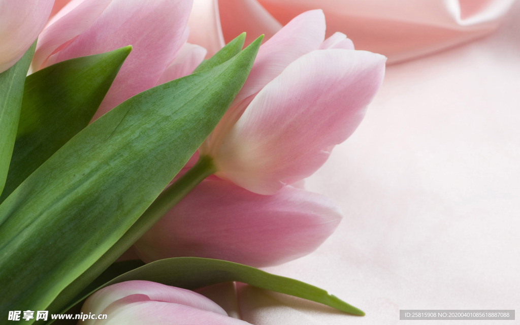 郁金香唯美图片