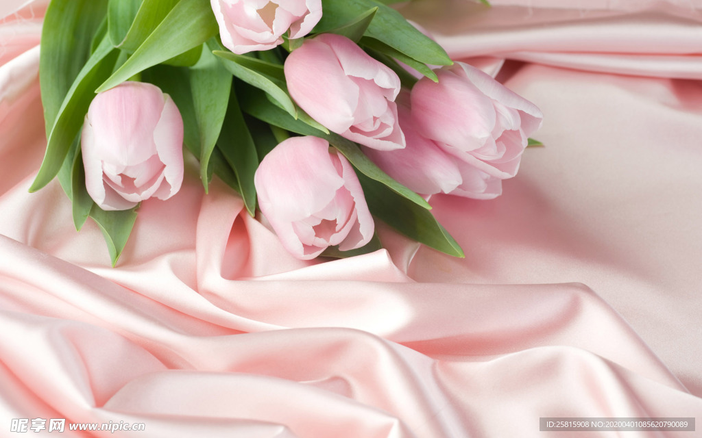 郁金香唯美图片