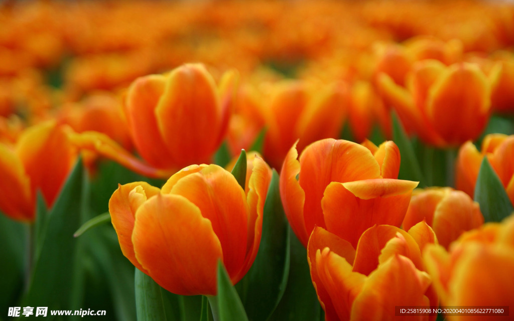 郁金香唯美图片