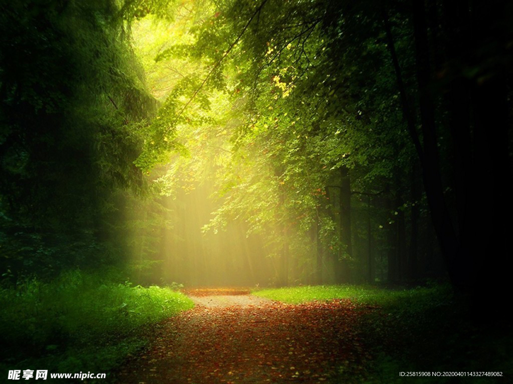 林间小路丛林小道图片