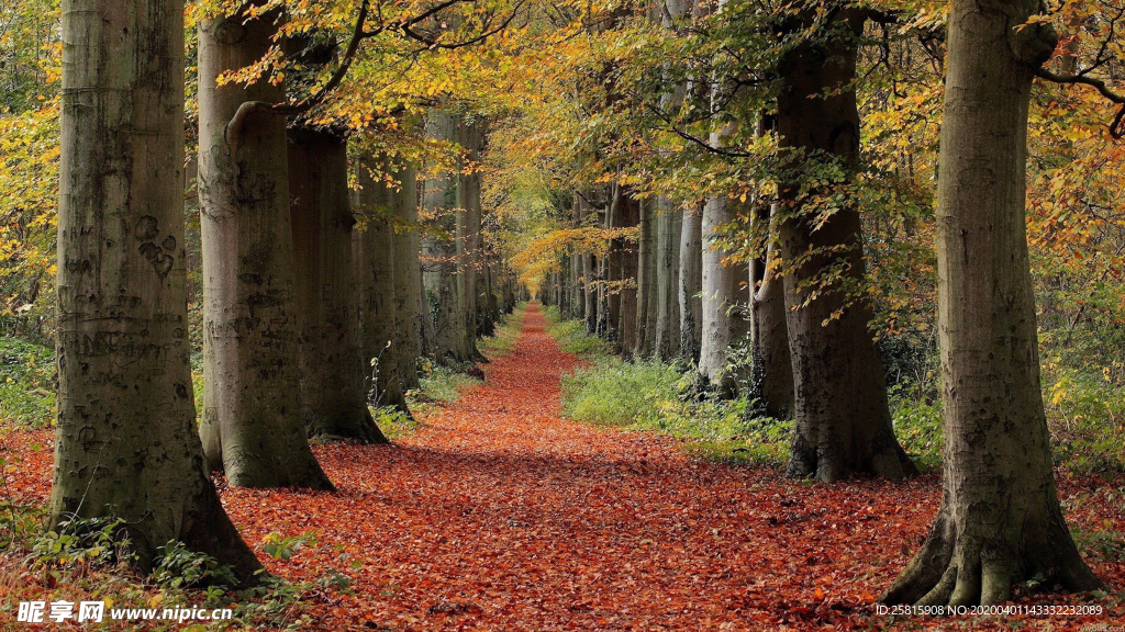林间小路丛林小道图片
