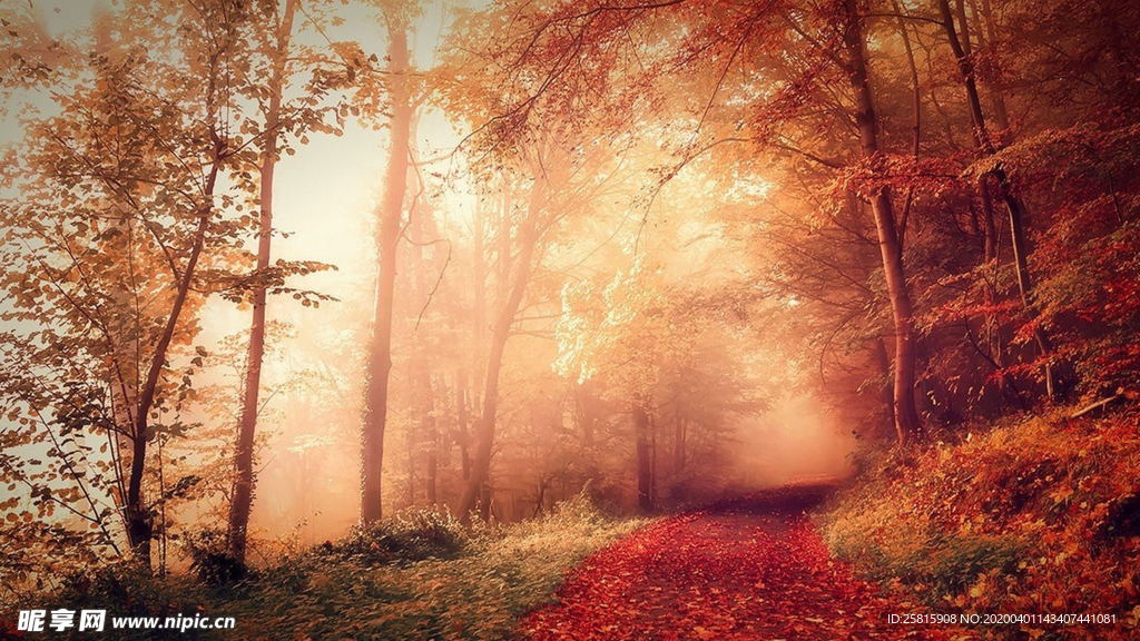 林间小路丛林小道图片