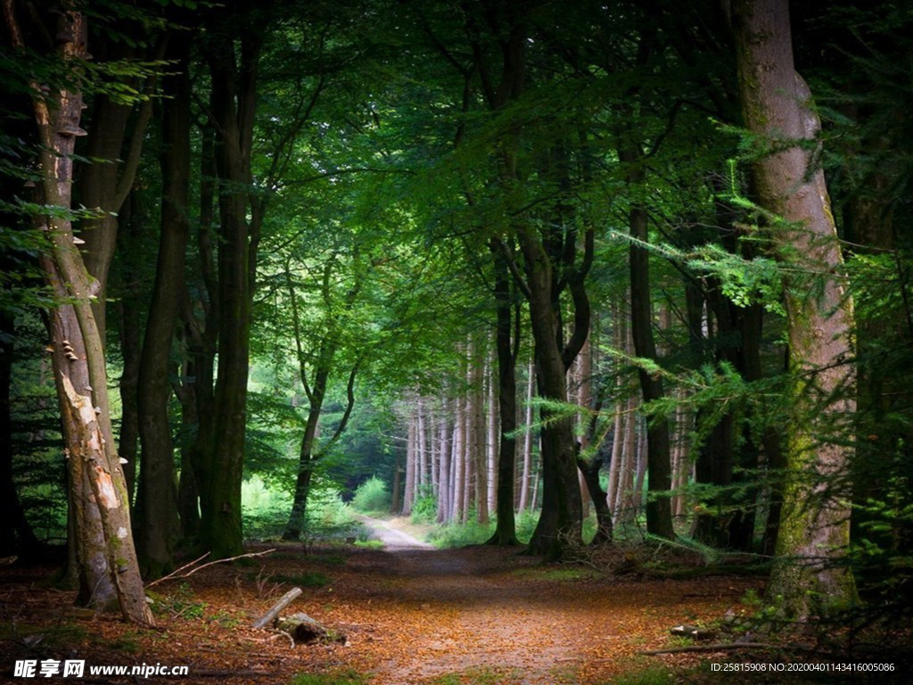 林间小路丛林小道图片
