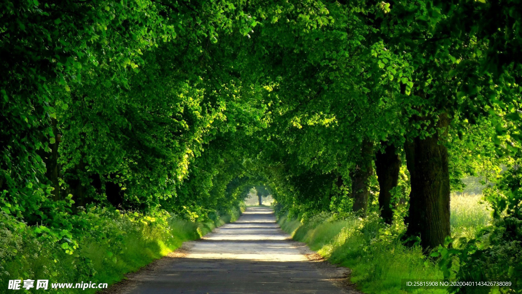 林间小路丛林小道图片