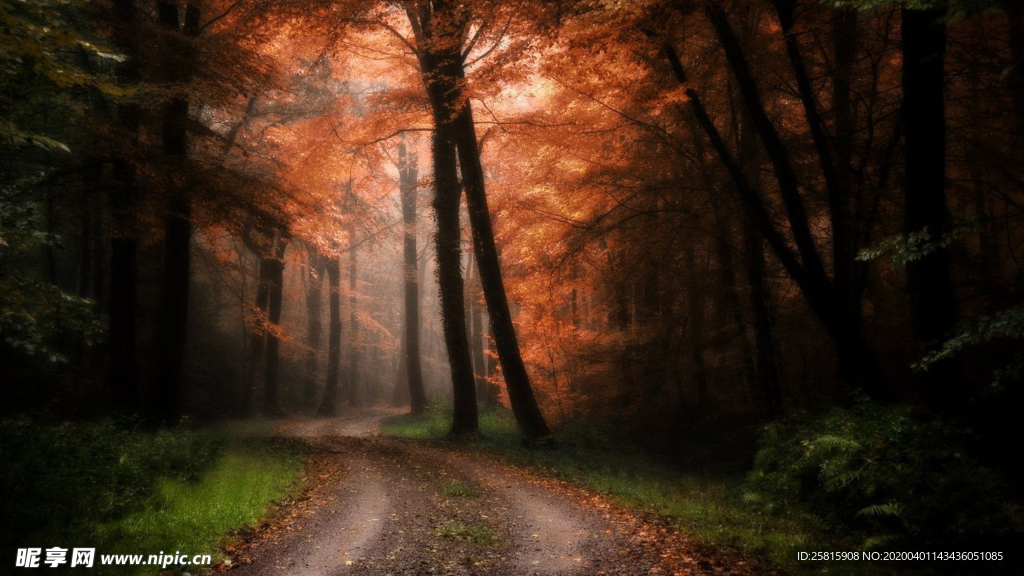 林间小路丛林小道图片