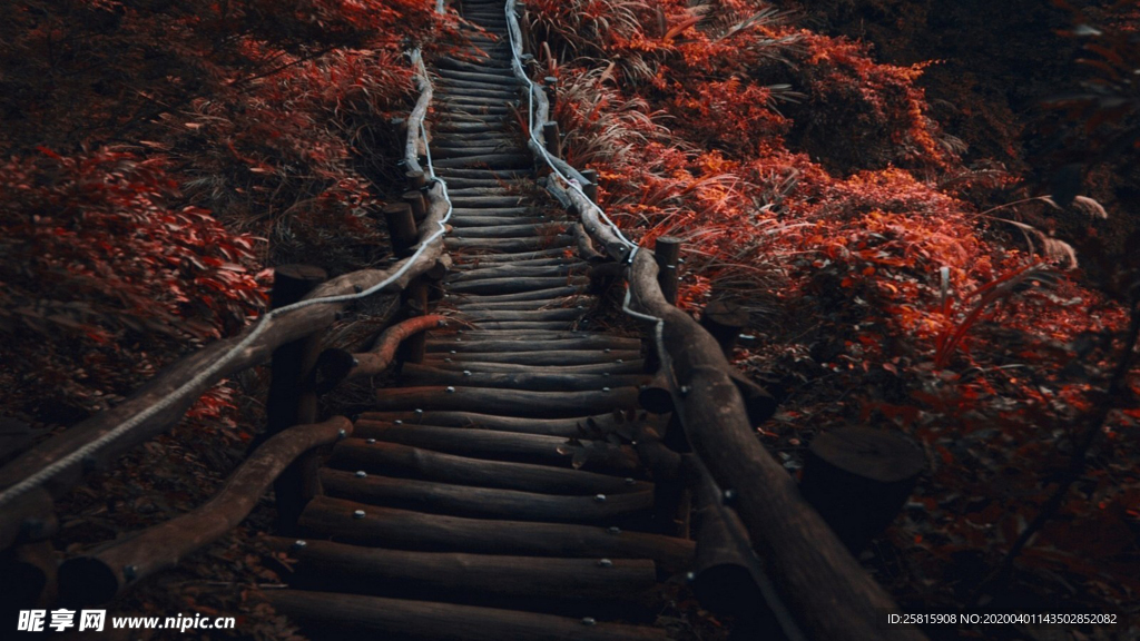 林间小路丛林小道图片