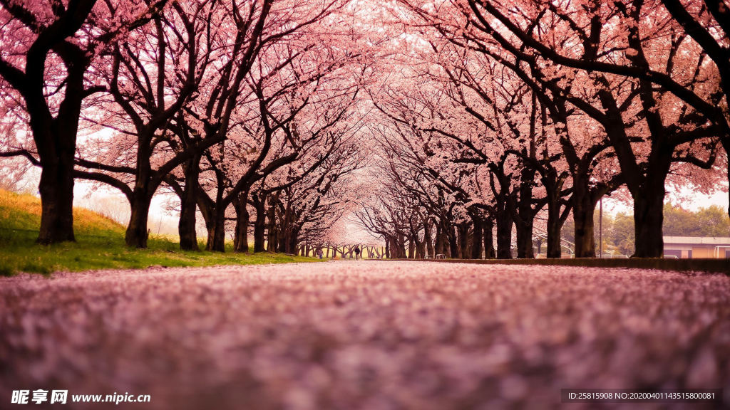 林间小路丛林小道图片