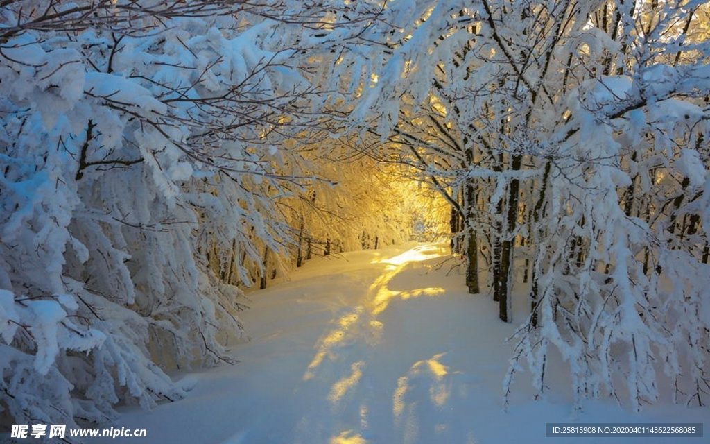 林间小路丛林小道图片