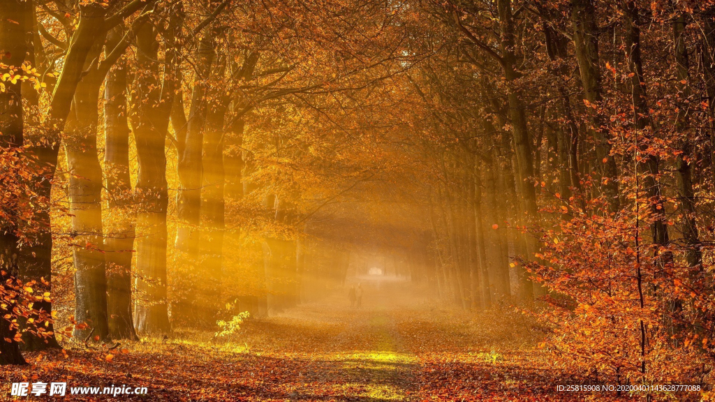 林间小路丛林小道图片