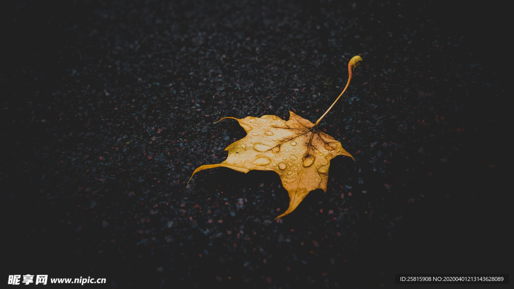 枫叶枫树枫林深秋唯美背景