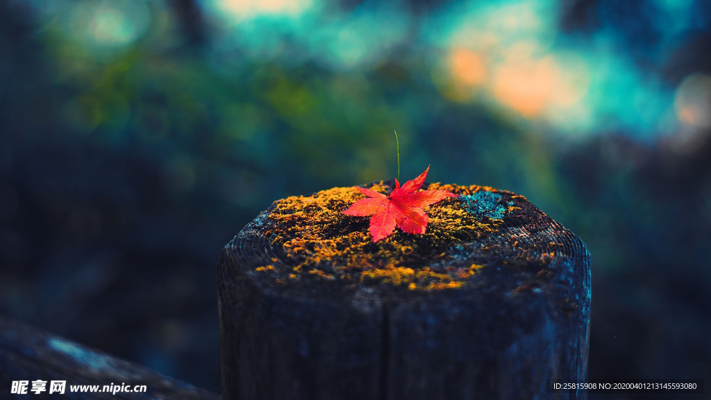枫叶枫树枫林深秋唯美背景