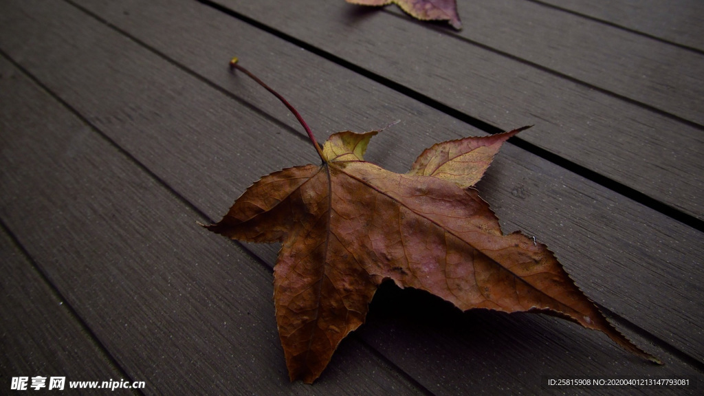枫叶枫树枫林深秋唯美背景