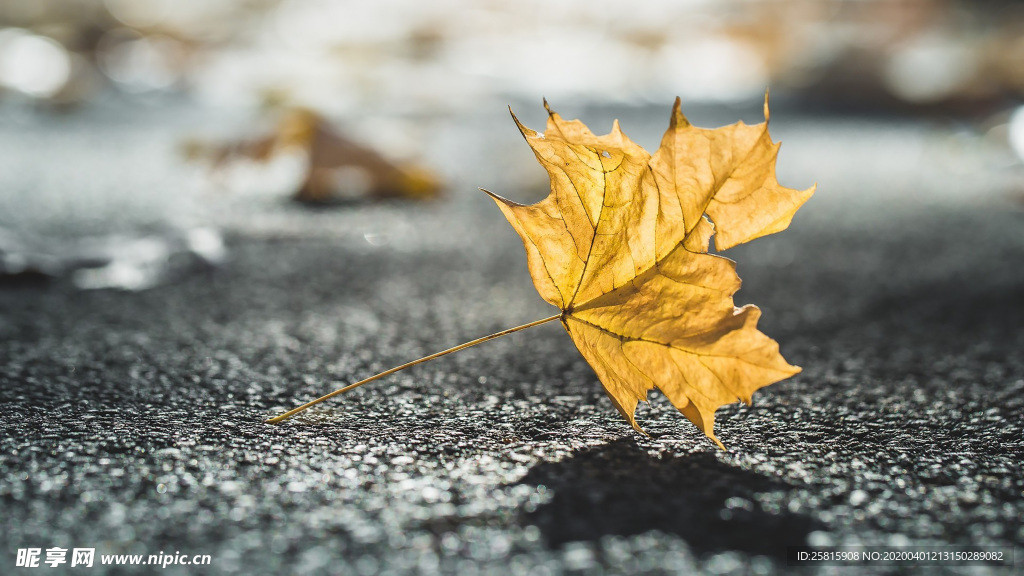 枫叶枫树枫林深秋唯美背景