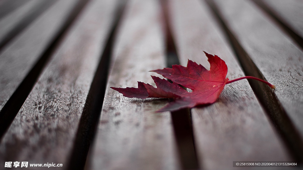 枫叶枫树枫林深秋唯美背景
